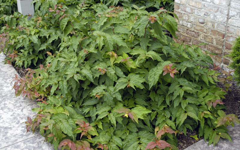  Dwarf Bush Honeysuckle (Diervilla Lonicera) - 1 Gallon Pot