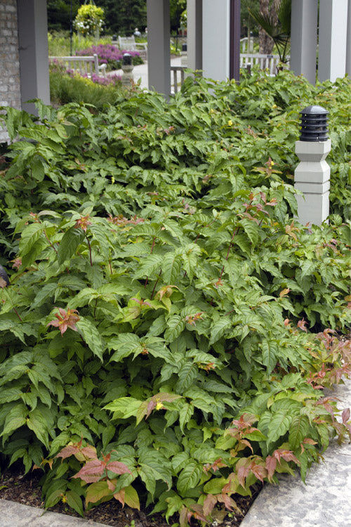  Dwarf Bush Honeysuckle (Diervilla Lonicera) - 1 Gallon Pot