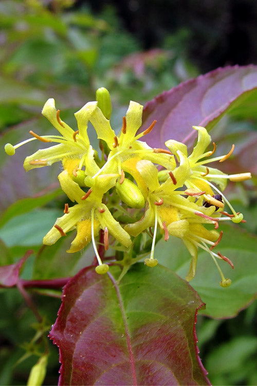  Dwarf Bush Honeysuckle (Diervilla Lonicera) - 1 Gallon Pot