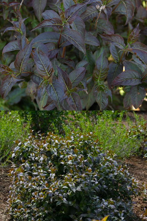  Kodiak Black Diervilla (Bush Honeysuckle) - 3 Gallon Pot