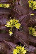  Kodiak Black Diervilla (Bush Honeysuckle) - 3 Gallon Pot