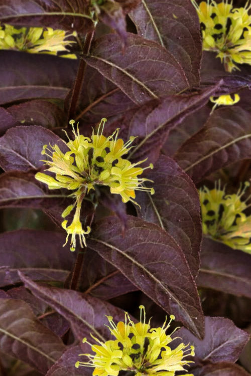  Kodiak Black Diervilla (Bush Honeysuckle) - 3 Gallon Pot