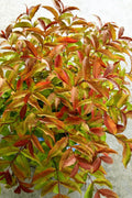  Firefly Diervilla (Bush Honeysuckle) - 3 Gallon Pot