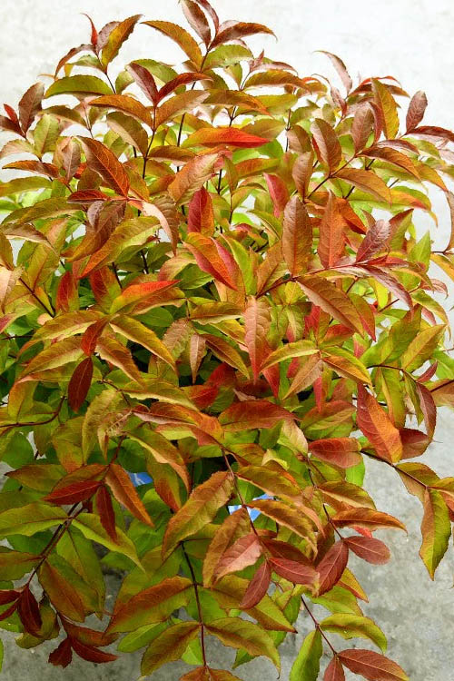  Firefly Diervilla (Bush Honeysuckle) - 3 Gallon Pot