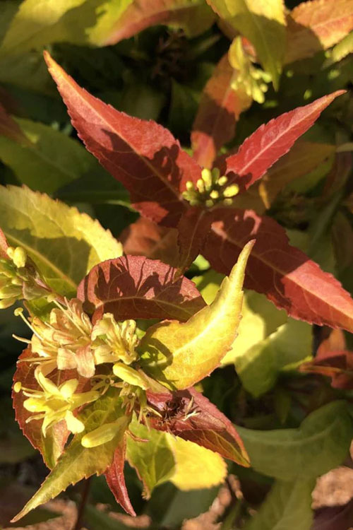 Firefly Diervilla (Bush Honeysuckle) - 3 Gallon Pot