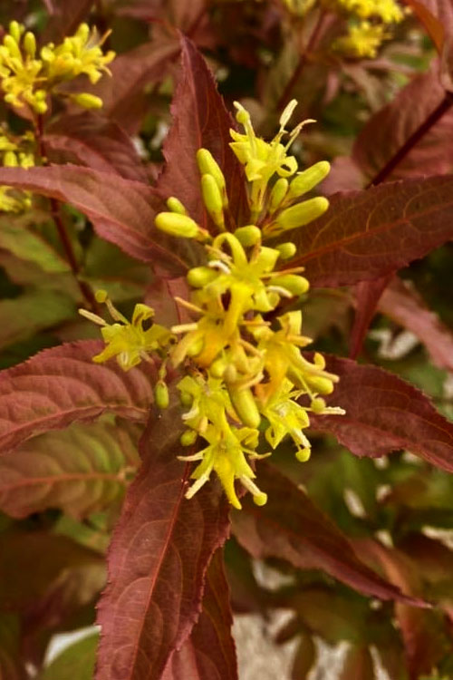 Firefly Diervilla (Bush Honeysuckle) - 3 Gallon Pot