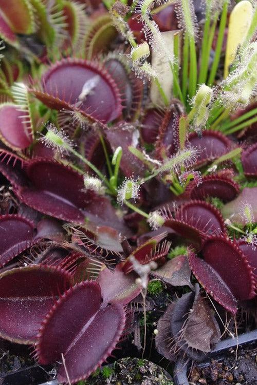  Red Dragon Venus Flytrap Plant - 1 Gallon Pot