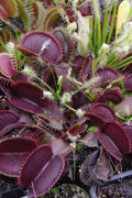  Red Dragon Venus Flytrap Plant - 1 Gallon Pot