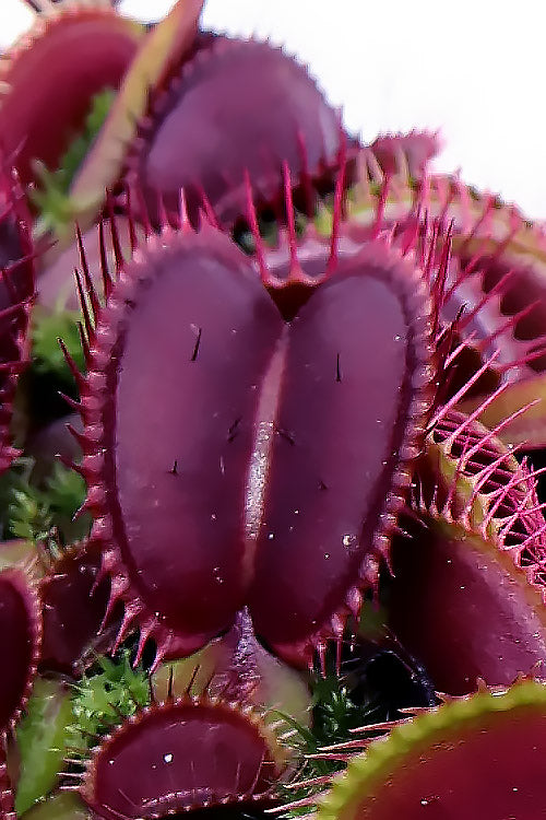  Red Dragon Venus Flytrap Plant - 1 Gallon Pot