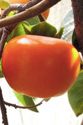  Fuyu Jiro Persimmon Tree - 7 Gallon Pot