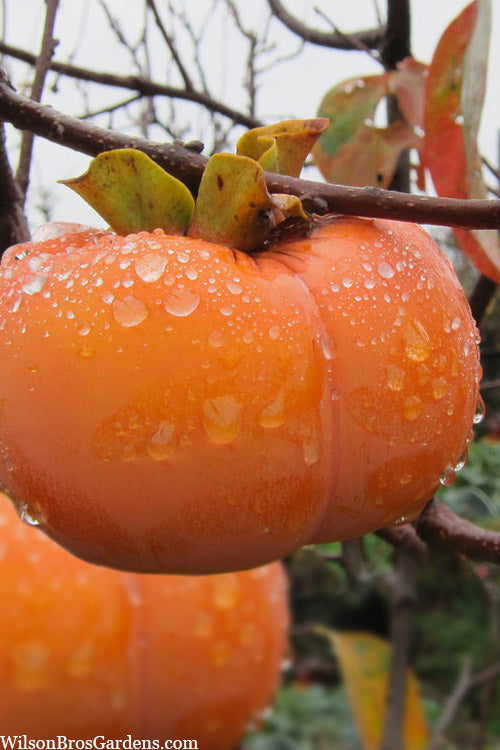  Fuyu Persimmon Tree - 5 Gallon Pot(4.5-5.5')