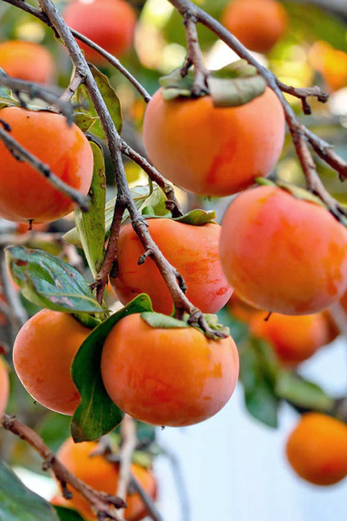  Fuyu Jiro Persimmon Tree - 7 Gallon Pot