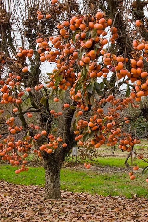  Fuyu Persimmon Tree - 5 Gallon Pot(4.5-5.5')