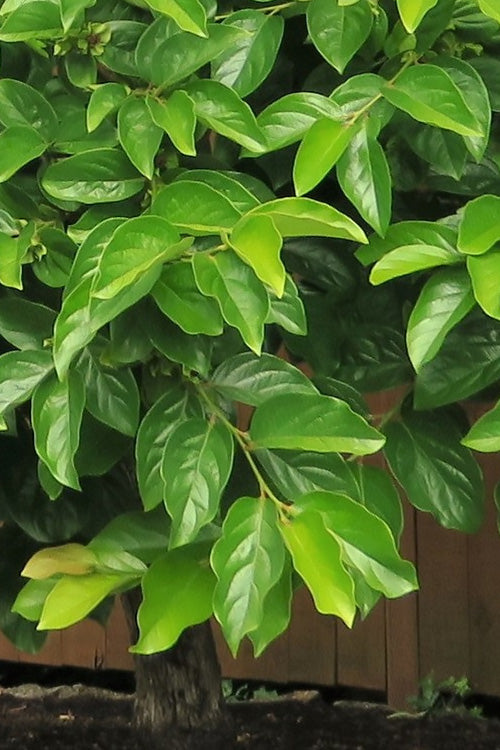  Fuyu Jiro Persimmon Tree - 7 Gallon Pot