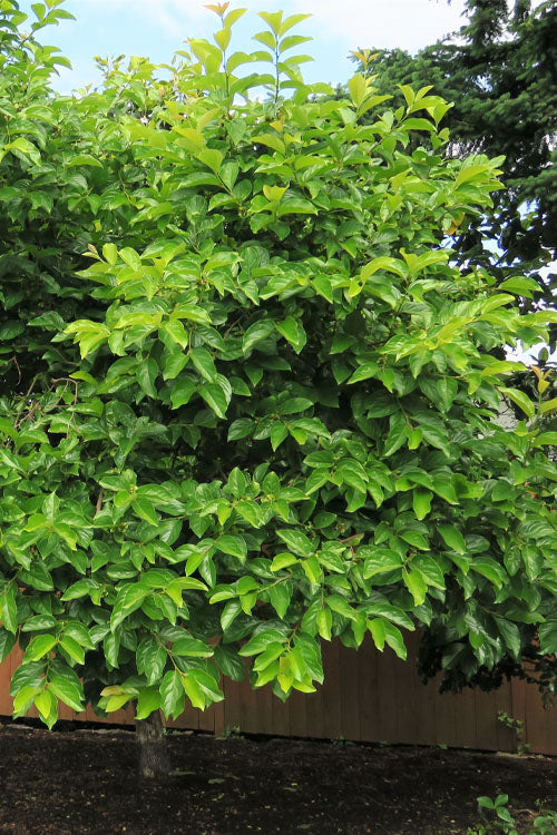  Fuyu Persimmon Tree - 5 Gallon Pot(4.5-5.5')
