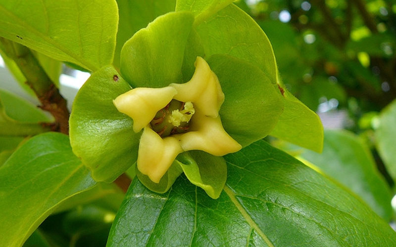  Fuyu Jiro Persimmon Tree - 7 Gallon Pot