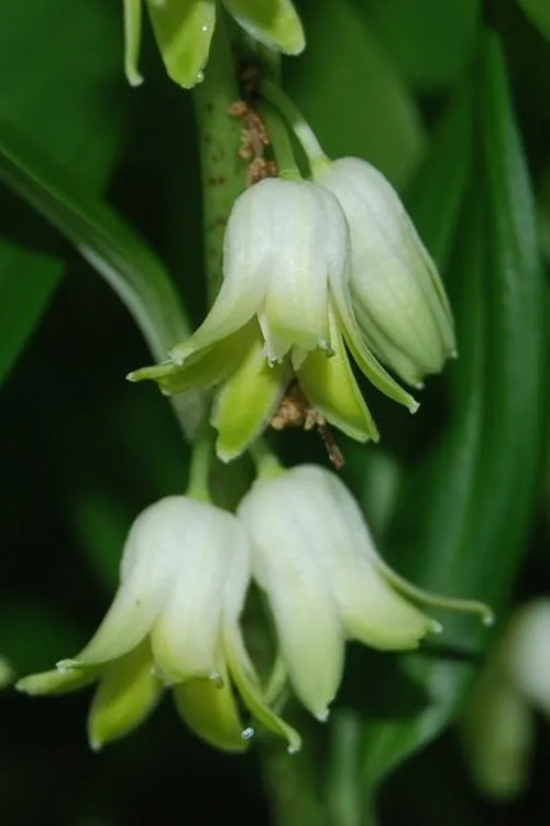  Evergreen Solomon's Seal (Disporopsis Pernyi) - 3 Gallon Pot
