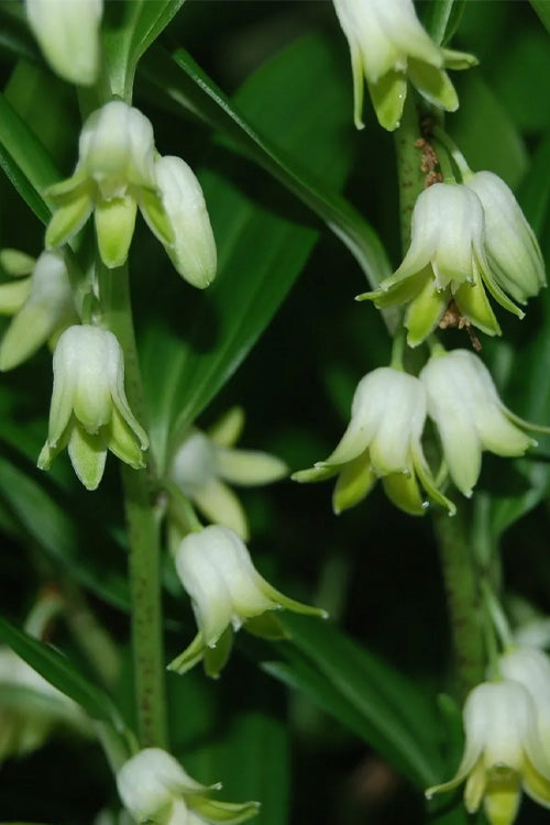  Evergreen Solomon's Seal (Disporopsis Pernyi) - 1 Gallon Pot