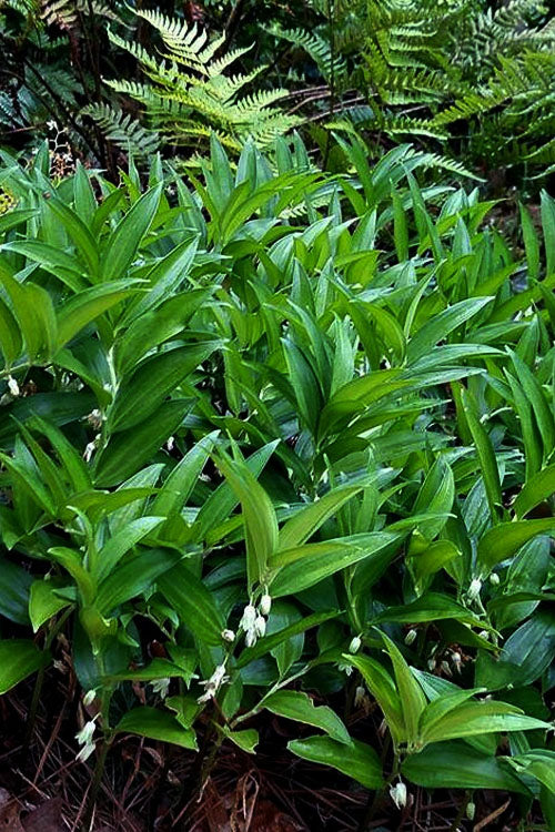  Evergreen Solomon's Seal (Disporopsis Pernyi) - 1 Gallon Pot