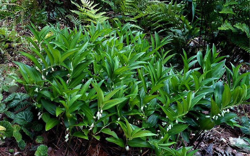  Evergreen Solomon's Seal (Disporopsis Pernyi) - 1 Gallon Pot