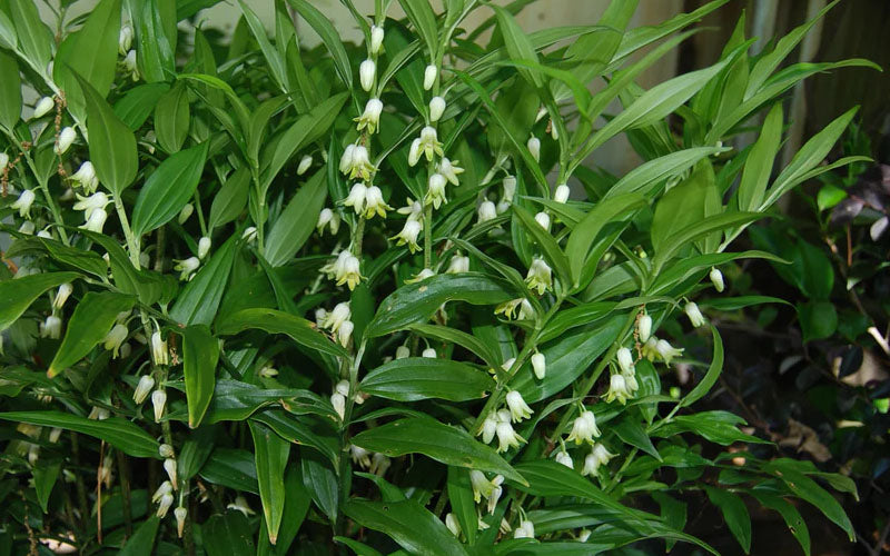  Evergreen Solomon's Seal (Disporopsis Pernyi) - 1 Gallon Pot