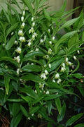  Evergreen Solomon's Seal (Disporopsis Pernyi) - 3 Gallon Pot