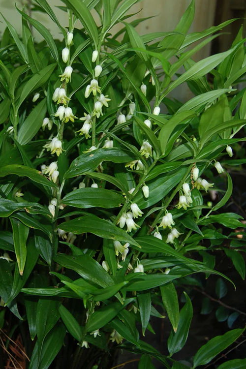  Evergreen Solomon's Seal (Disporopsis Pernyi) - 3 Gallon Pot
