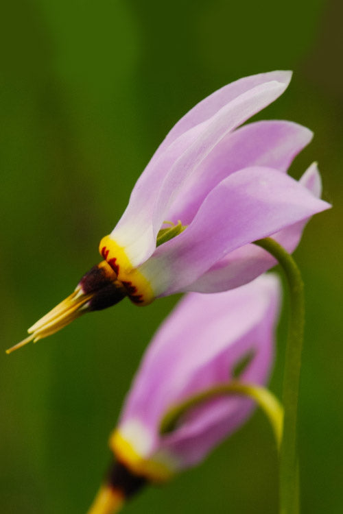  Eastern Shooting Stars (Dodecatheon Meadia) - 1 Gallon Pot