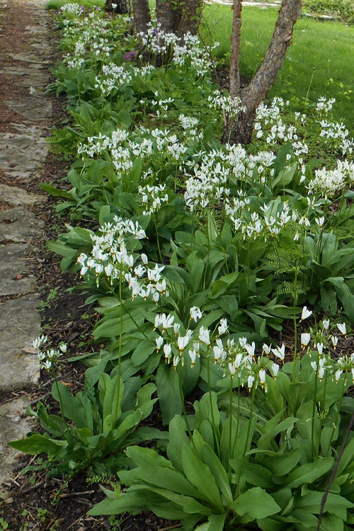  Eastern Shooting Stars (Dodecatheon Meadia) - 1 Gallon Pot