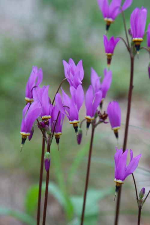  Eastern Shooting Stars (Dodecatheon Meadia) - 1 Gallon Pot
