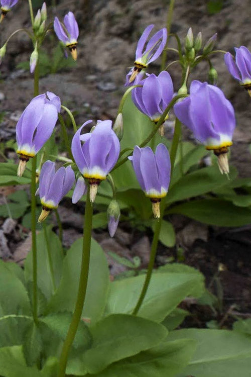  Eastern Shooting Stars (Dodecatheon Meadia) - 1 Gallon Pot