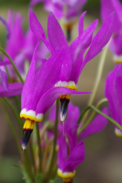  Eastern Shooting Stars (Dodecatheon Meadia) - 1 Gallon Pot