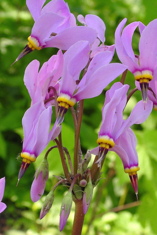  Eastern Shooting Stars (Dodecatheon Meadia) - 1 Gallon Pot