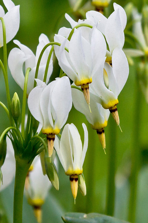  Eastern Shooting Stars (Dodecatheon Meadia) - 1 Gallon Pot