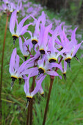  Eastern Shooting Stars (Dodecatheon Meadia) - 1 Gallon Pot