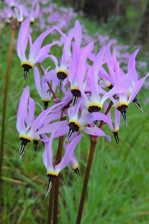  Eastern Shooting Stars (Dodecatheon Meadia) - 1 Gallon Pot