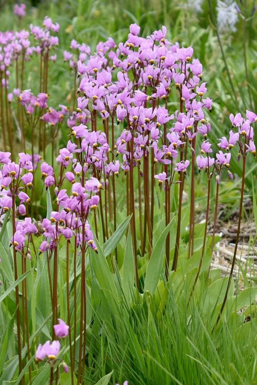  Eastern Shooting Stars (Dodecatheon Meadia) - 1 Gallon Pot
