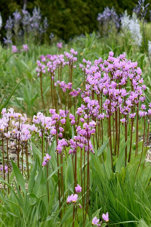  Eastern Shooting Stars (Dodecatheon Meadia) - 1 Gallon Pot