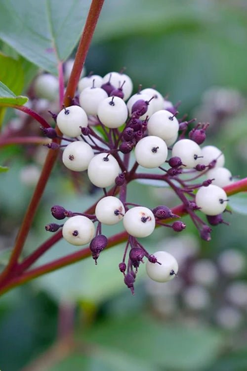  Red Osier Red Twig Dogwood (Cornus Sericea) - 3 Pack Of 1.5 Quart Pots