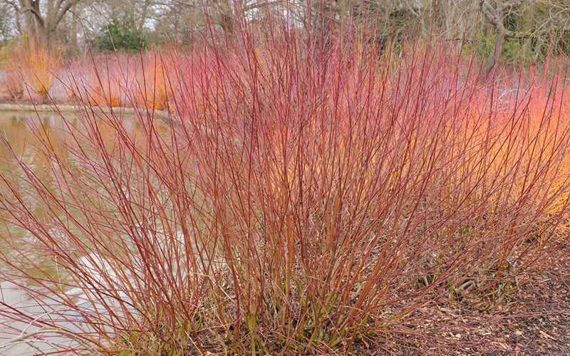  Silky Dogwood (Cornus Amonium) - 1 Gallon Pot