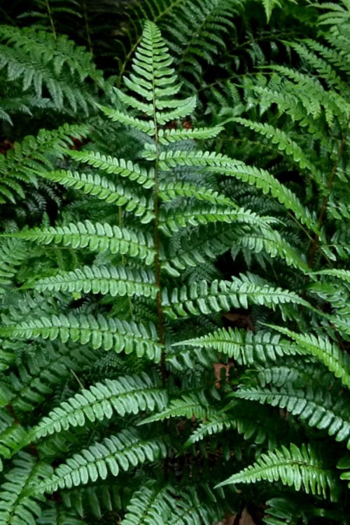  Champions Wood Fern (Dryopteris Championii) - 1 Gallon Pot