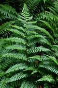  Champions Wood Fern (Dryopteris Championii) - 6 Pack Of 1 Gallon Pots