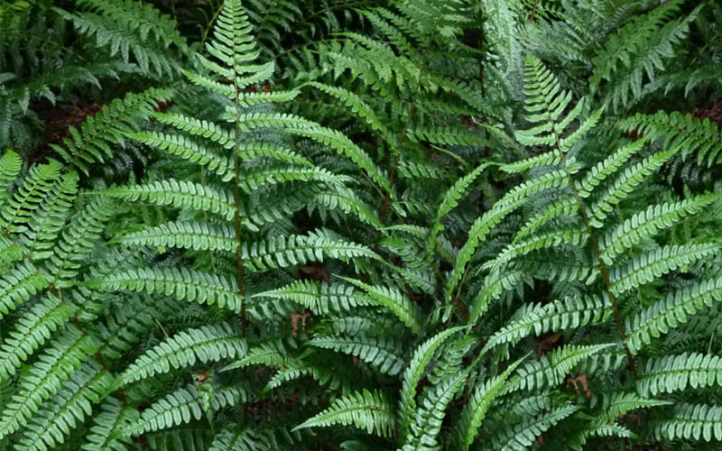  Champions Wood Fern (Dryopteris Championii) - 6 Pack Of 1 Gallon Pots
