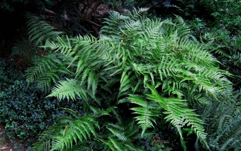  Champions Wood Fern (Dryopteris Championii) - 1 Gallon Pot