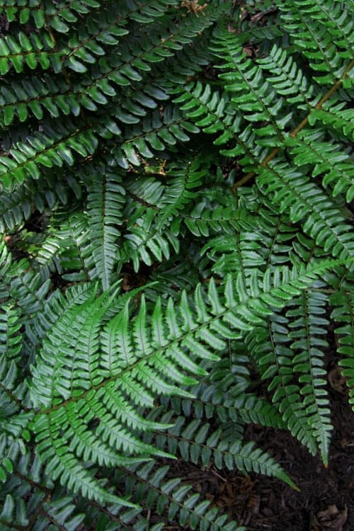  Champions Wood Fern (Dryopteris Championii) - 1 Gallon Pot