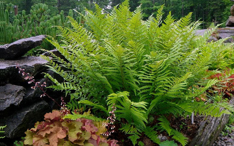  Robust Male Fern (Dryopteris X Complexa) - 6 Pack Of 1 Gallon Pots