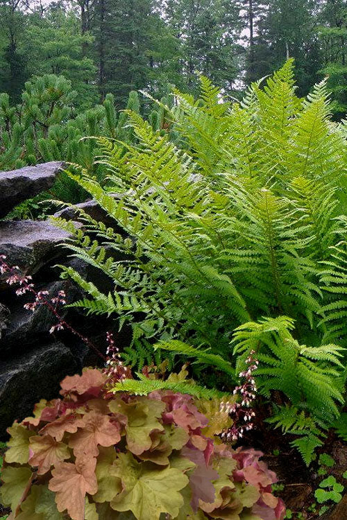  Robust Male Fern (Dryopteris X Complexa) - 6 Pack Of 1 Gallon Pots