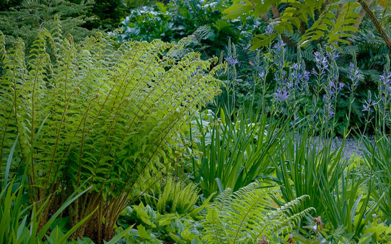 Robust Male Fern (Dryopteris X Complexa) - 6 Pack Of 1 Gallon Pots