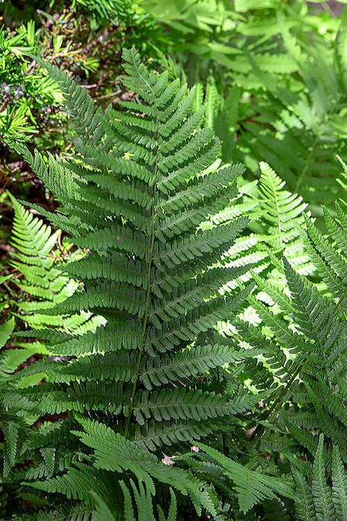  Robust Male Fern (Dryopteris X Complexa) - 6 Pack Of 1 Gallon Pots