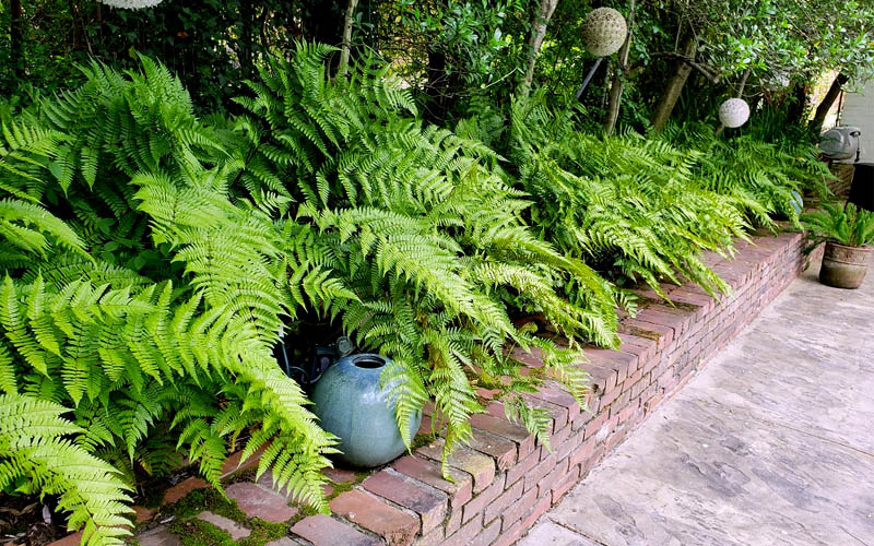  Autumn Brilliance Fern (Dryopteris Erythrosora) - 3 Gallon Pot